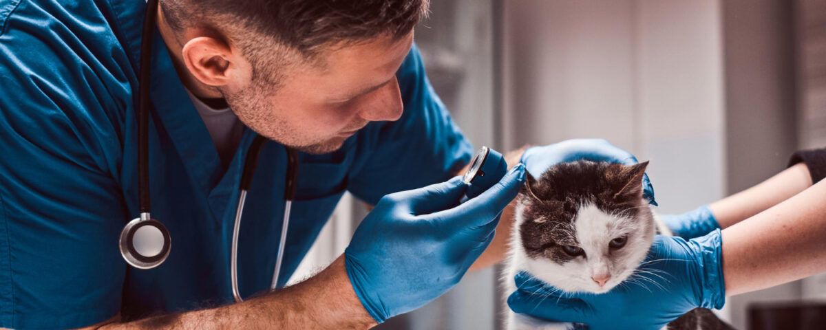 cabinet-veterinar-non-stop-bucuresti