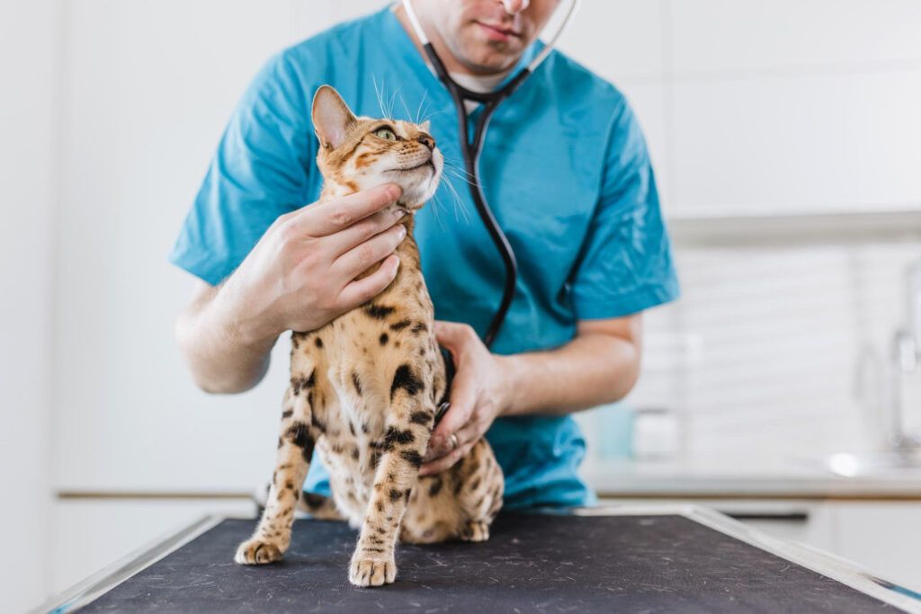 cabinet-veterinar-non-stop-bucuresti-2