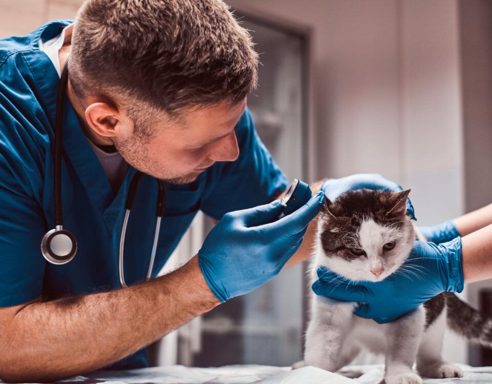 cabinet-veterinar-non-stop-bucuresti